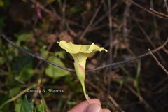 Merremia vitifolia